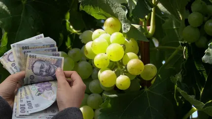 Strugurii de iulie din Buzău se vând la preț de lux. Cât au ajuns să coste în supermarketuri