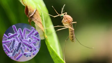 Țânțarul a devenit cea mai letală insectă de pe pământ. Ce boli transmite