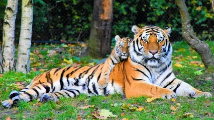 O grădină zoologică cere donații de animale de companie nedorite pentru a-și hrăni prădătorii: Vor fi eutanasiate cu blândeţe