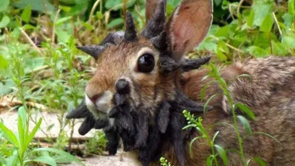 Au apărut pe câmpuri iepurii Frankestein, care au tentacule pe față. Virusul care îi face să aibă un aspect macabru