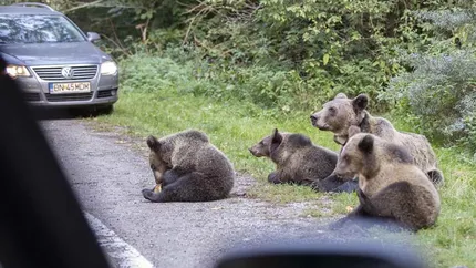 Urșii din România, subiect de analiză în presa internațională. Ce spun jurnaliștii americani despre animalele aflate pe drumurile montane