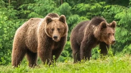 Urșii ajung tot mai des pe lângă locuințele oamenilor. Peste 160 de apeluri la 112, în județul Argeș, doar în luna iulie