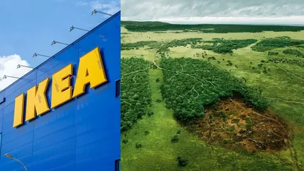 „IKEA amenință ultimele păduri prețioase din România”, arată o investigație Greenpeace