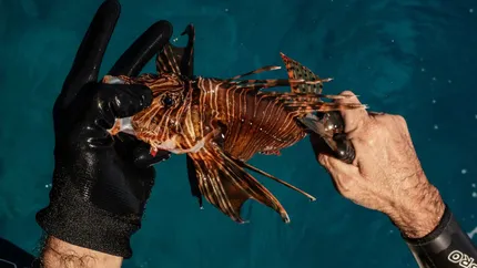 Un pește veninos care invadează Marea Mediterană a ajuns în meniul restaurantelor din Grecia. „Oamenii au nevoie de timp să se familiarizeze cu ideea”