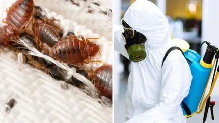 Capitala este invadată de ploșnițe. Instituțiile publice și blocurile vechi, afectate de focar