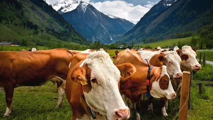 Un drumeț din Viena în vârstă de 85 de ani a fost ucis de o cireadă de vaci în Alpii austrieci