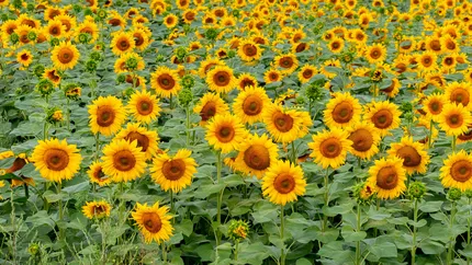 Floarea-soarelui este cea mai profitabilă cultură din 2025. Pe ce locuri se află grâul şi porumbul