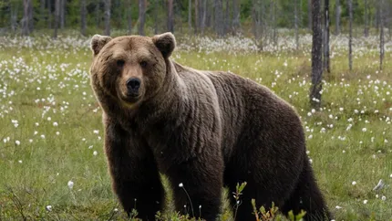 România, țara urșilor. Populația de urs brun a depășit de trei ori capacitatea pădurilor