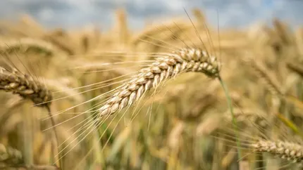 Criza de încredere amenință agricultura românească. Fermierii, procesatorii și statul, sub presiune