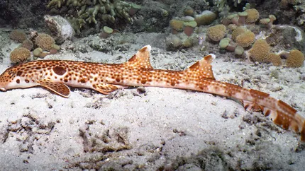 O nouă specie de rechin de recif a fost identificată în Papua Noua Guinee