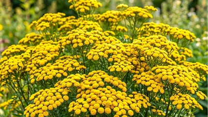 AFIR acordă finanțări nerambursabile de până la 100.000 de euro pentru investiții în floricultură și plante medicinale