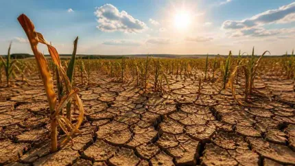 ANM avertizează: Canicula și seceta pun presiune pe culturile agricole. Porumbul și floarea-soarelui, printre cele mai afectate