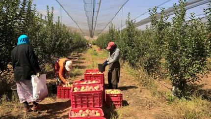 Guvernul deschide calea pentru angajarea lucrătorilor străini sezonieri în agricultură și turism