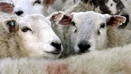 50 de oi, transportate ilegal și fără crotalii, depistate la Vaslui. Animalele vor fi eutanasiate