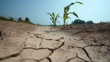 Seceta lovește puternic agricultura din Arad. Aproape 80.000 de hectare de culturi, calamitate
