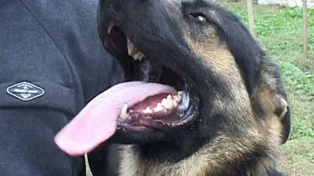 Câine poliţist, scos la licitaţie, în Vrancea