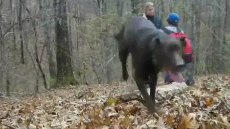 Câinele care a stricat o cerere în căsătorie VIDEO