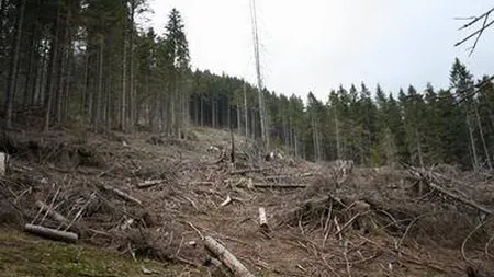 Ministrul Apelor şi Pădurilor: Au fost ordine modificate pentru a permite mai uşor furtul din păduri