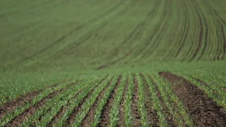 Cât mai costă hectarul de teren arabil în România