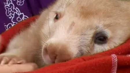 Un wombat alb, extrem de rar, a fost descoperit în Australia VIDEO