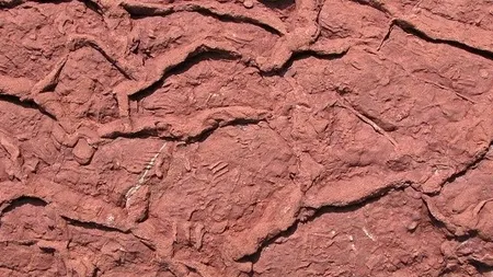 Amprentele unei şopârle vechi de 280 de milioane de ani, descoperite pe malul Mării Negre