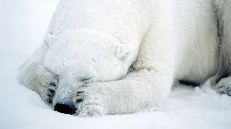 Gheţurile din Arctica se vor topi până în 2015