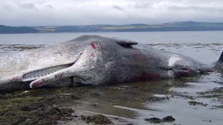 16 balene, eşuate pe o plajă din Tasmania