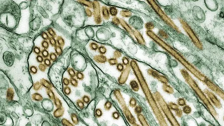 Un virus gripal, creat în laborator, ar putea ucide milioane de persoane