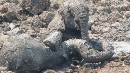 Salvare impresionantă: Un pui de elefant şi mămica lui, scoşi dintr-o groapă cu noroi FOTO