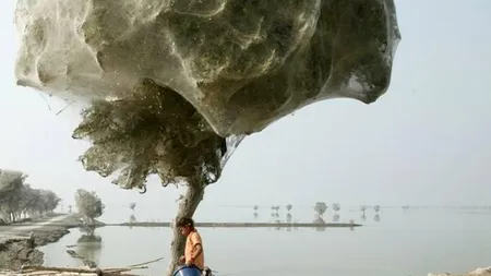 Pakistan: Păianjeni au transformat copacii în coconi