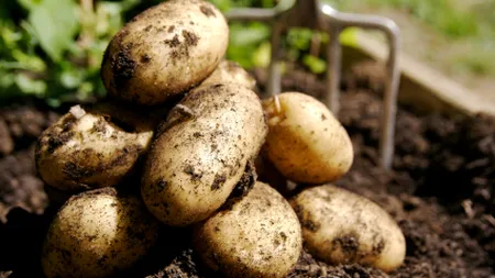 Fortuna, primul cartof modificat genetic, în curând în farfurie