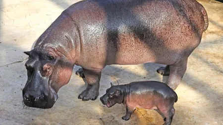 Un pui de hipopotam, vedeta grădinii zoologice din Berlin