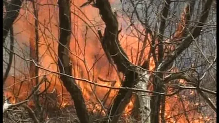 Incendiu puternic de pădure în zona Transalpina VIDEO