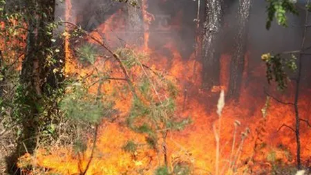 Incendiu în Masivul Bucegi, flăcările au cuprins 5.000 de metri pătraţi de vegetaţie uscată