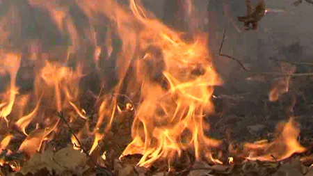 O sută de hectare de pădure au ars în judeţul Hunedoara VIDEO