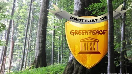 Greenpeace România luptă pentru includerea pădurilor seculare în patrimoniul UNESCO