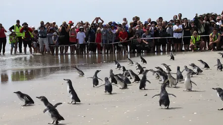 Zeci de pinguini salvaţi din apele poluate au fost eliberaţi pe o plajă din Noua Zeelandă VIDEO