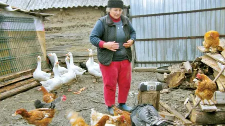Cum a devenit lerul lui Hruşcă secretul găinilor nestresate din Gorj