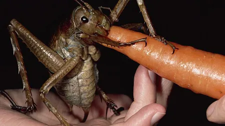 Cea mai mare insectă din lume VIDEO