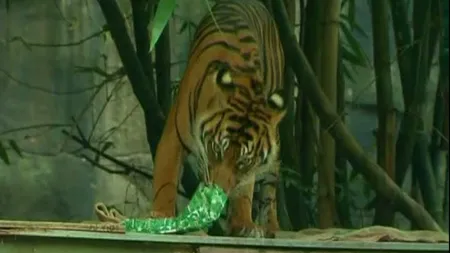 Moş Crăciun a venit mai devreme pentru animalele de la zoo VIDEO