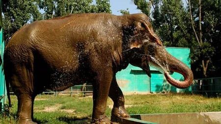 Grădinile Zoologice din România, cunoscute pentru animalele moarte 