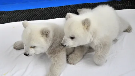 Doi pui de urs polar vor fi prezentaţi publicului de Anul Nou, în China FOTO