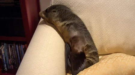 Un pui de focă s-a culcat pe canapea, după a intrat într-o casă din Noua Zeelandă VIDEO