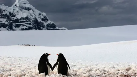 Iubire la Polul Sud: Un cuplu de pinguini îndrăgostiţi, fotografiat de un român FOTO