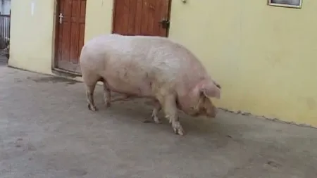 Cât cântăreşte cel mai gras porc din ţară