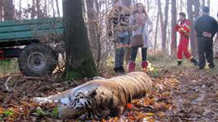Valoarea de inventar a tigrului împuşcat la Sibiu: puţin peste 10 euro