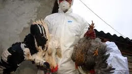 Gripa aviară ucide în China