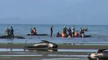 Zeci de balene eşuate pe o plajă în Noua Zeelendă. Voluntarii le momesc înapoi în mare