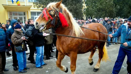 Obicei vechi de peste o sută de ani: de Bobotează, caii sunt botezaţi la Băileşti