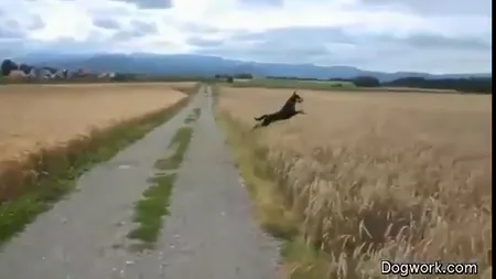 Cel mai fericit câine din lume: Atât de vesel, încât te molipseşte VIDEO